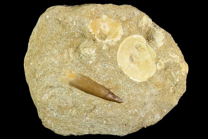 Fossil Plesiosaur (Zarafasaura) Tooth - Morocco #121742